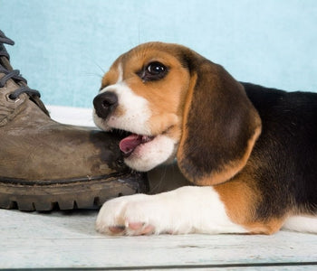 Destructive Dog Chewing - Causes & Solution To Excessive Chewing In Dogs