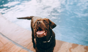 Vet Answered Dog Summer Care Tips - How To Care For Your Dog In Summer