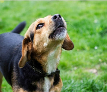 Why Do Dogs Howl - 5 Reasons Behind A Dog's Howl