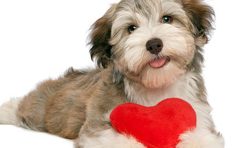 Valentines Day For Pets