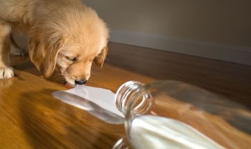Lactose Intolerance In Dogs - What To Do If Your Dog Has Lactose Intolerance?