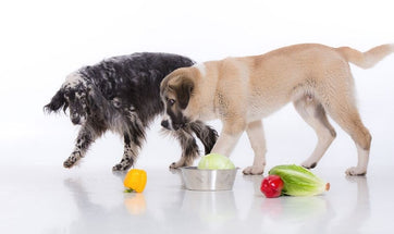 Vegetables For Dogs - Veggies That Are Safe & Unsafe For Dogs