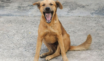 Stray Dogs - 5 Ways You Can Change A Stray Dog's Life