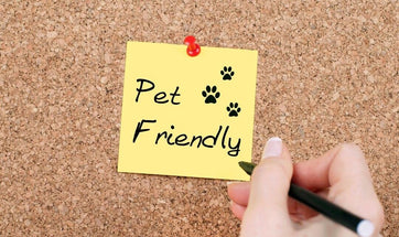 Vet Q&A - Diwali And Pet Safety