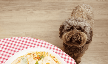Foods That Dogs Can Eat - List Of People Food That Are Safe For Your Pooch!