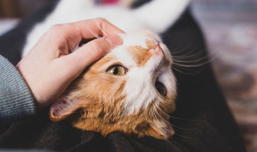 How To Bond With Your Cat - Do's & Don'ts Of Interacting With Cats