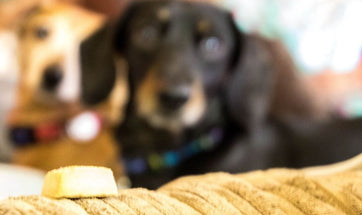 Can Dogs Eat Cheese? Find The Best Type Of Cheese For Your Dog