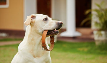 Dog Collars And How To Choose The Right Dog Collar For Your Dog