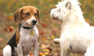 What You Should Add To Your Customized Dog Name Tags