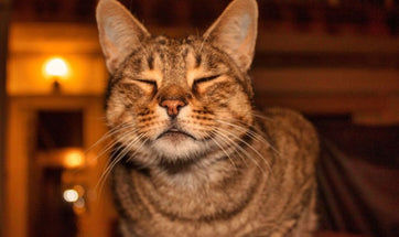 Midnight Crazies In Cats - Why Are Cats More Active In The Night?