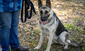 How to Obedience Train your German Shepherd - Dos and Don'ts