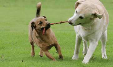 Best Dog Toys of The Year in India For All Breeds
