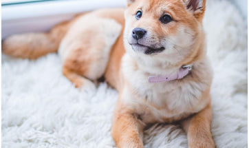 Excessive Hair Shedding In Dogs – Causes And Ways To Reduce Shedding