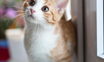 Why Do Cats Avoid Using The Litter-box?