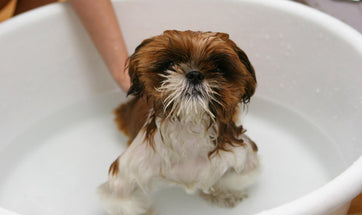 Guide to Puppy Bathing – How and how often should you bathe your puppy