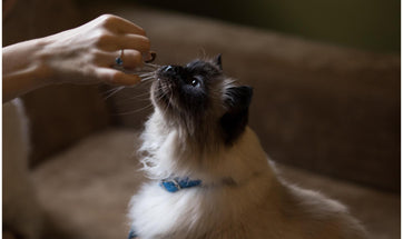 Canned Food Vs. Dry Food For Cats - Advantages And Disadvantages