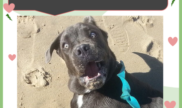 Should We Spay Or Neuter Our Dogs?