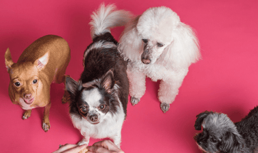 What Does it Take To Deliver Pet Food Home?