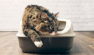 6 Different Types Of Cat Litter For Your Indoor Cat