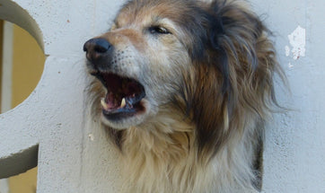 Controlling Dog Barking: Should We Let Our Dogs Bark?
