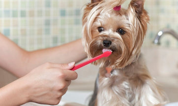 Brushing Your Dog's Teeth - Guide To Pet Dental Care