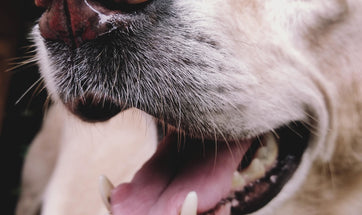 Flea And TIcks On Dogs-What Does It Do And Ways To Control Them!