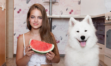 Fruits For Dogs: What Common Fruits Can Dogs Eat?