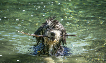 Games To Play With Your Dog : A Way To Exercise Them!