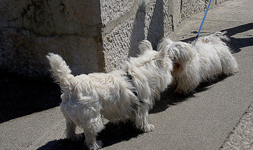 How To Get Your Pet Interact With Other Dogs?