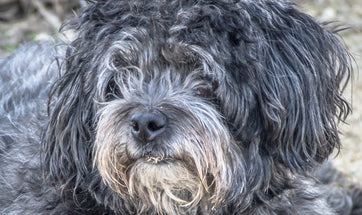 Painful Abdomen In Dogs: How Will You Know That Your Pet Has A Tummy Upset?