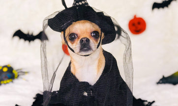 Celebrate Halloween with your Pet - Tips and Treats for your Pet