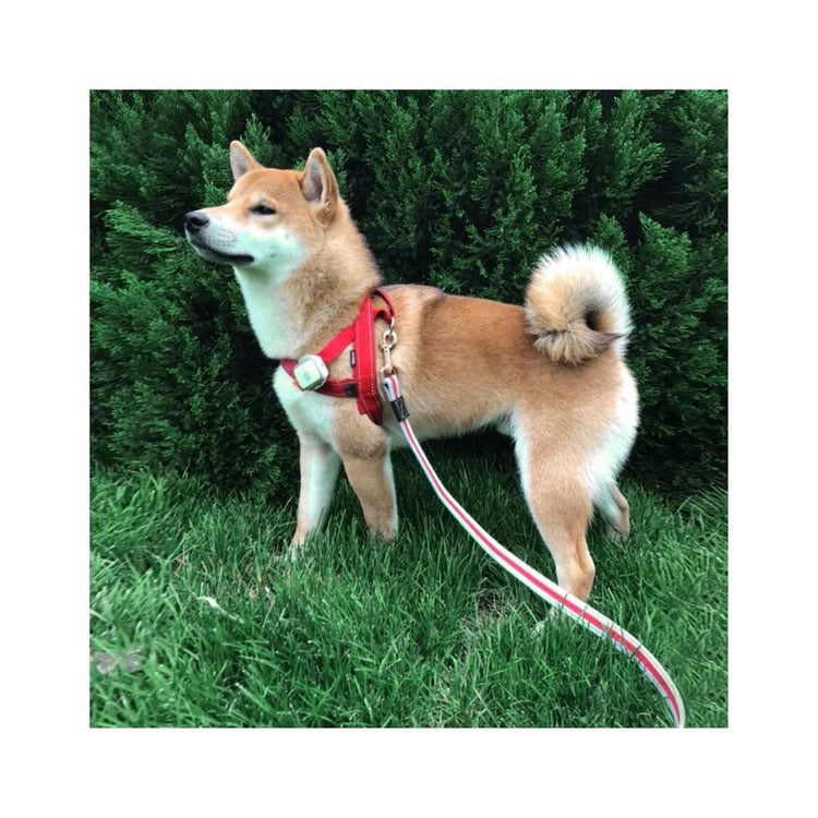 Poochles Eco Friendly Canvas Leash For Dogs 25mm