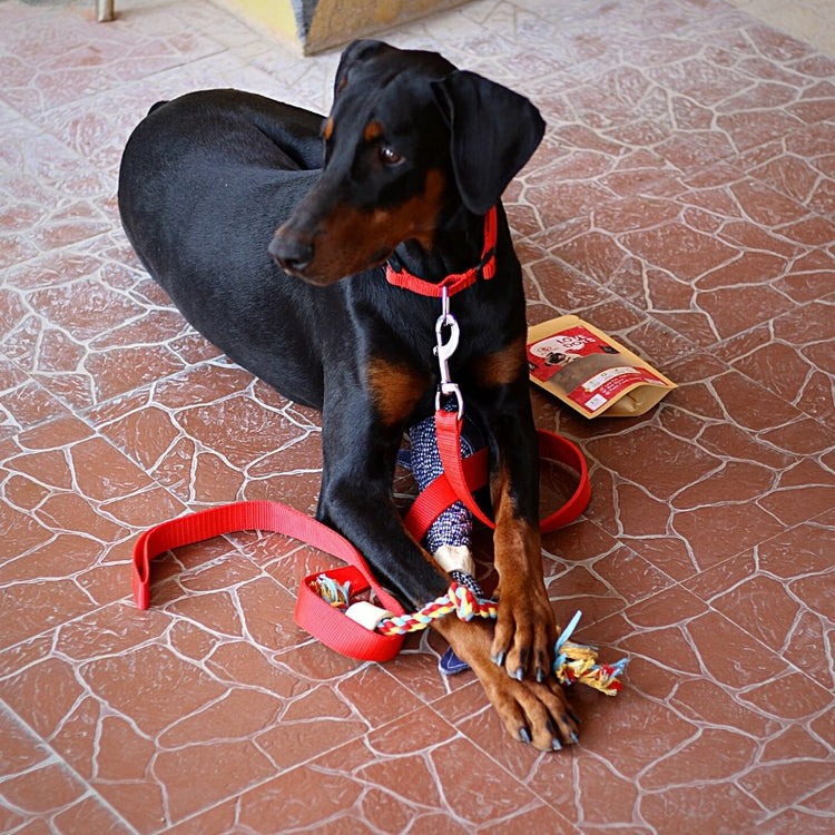 Flavored Dog Toy - Cotton Rope With Bones Rope