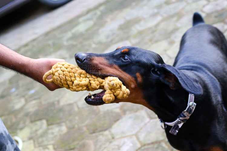 Poochles "Desert Safari" Animal Shaped Dog Toy Combo Kit