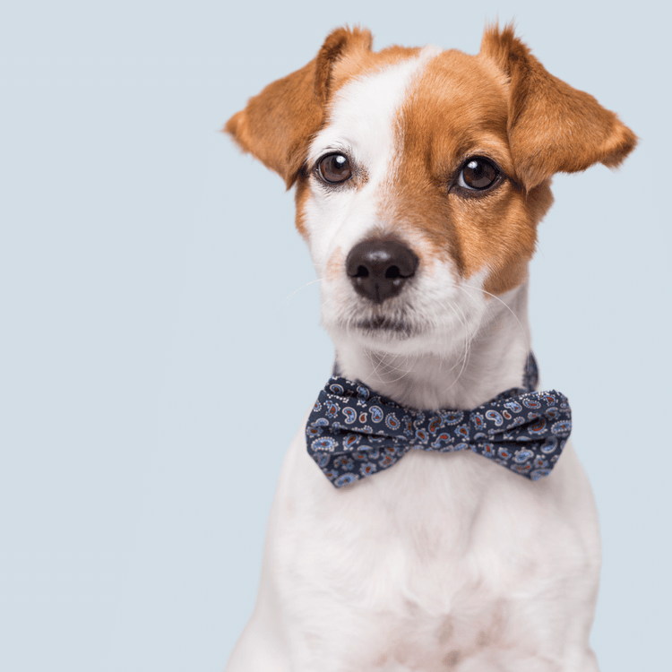 Poochles Oomph Dog Bow-Tie For Puppies