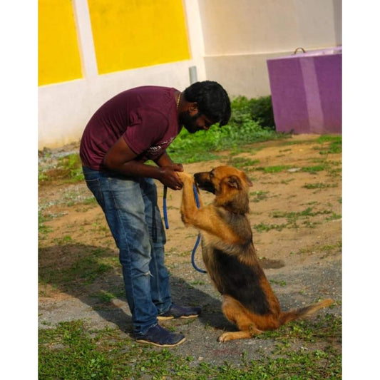 Kavin's Dog Training Academy Chennai
