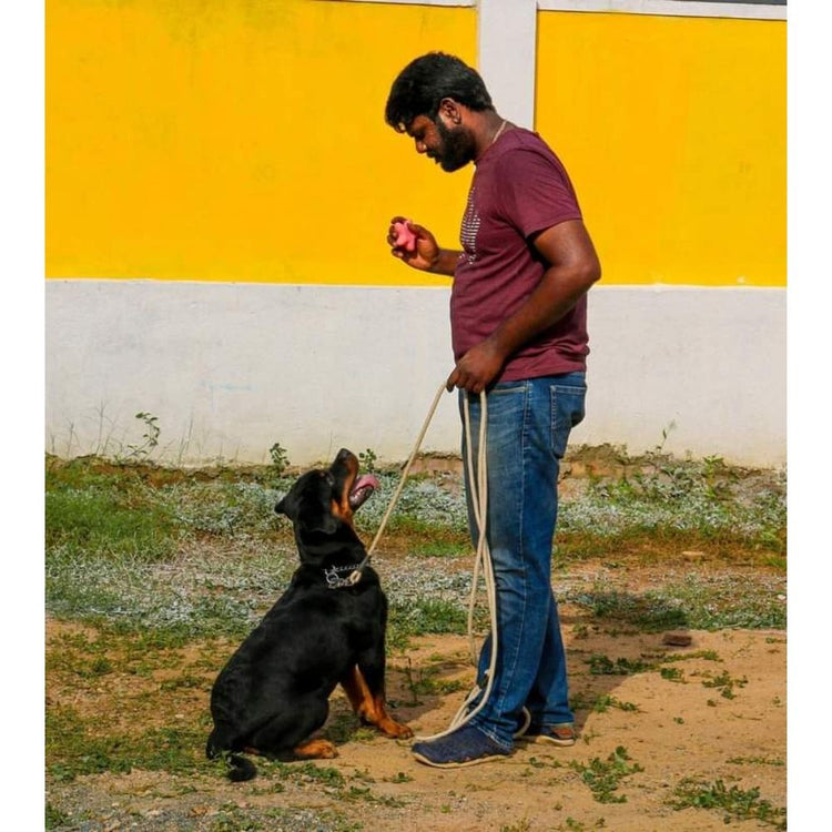 Kavin's Dog Training Academy Chennai
