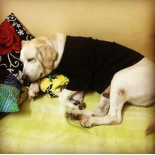 Ginger Pet Boarding & Training Bangalore