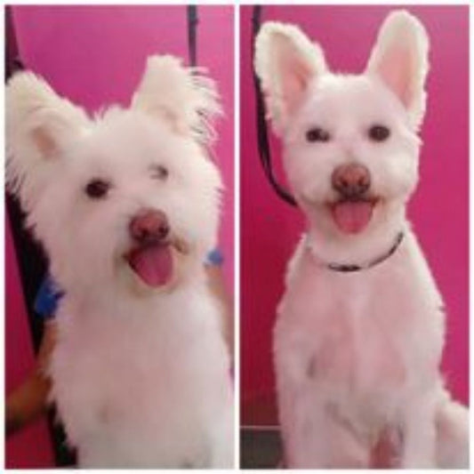 Furry Fairy Pet Grooming Spa Bangalore