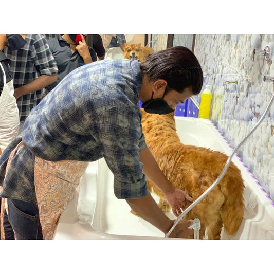 Kevinken show dogs grooming world Groomer Kerala