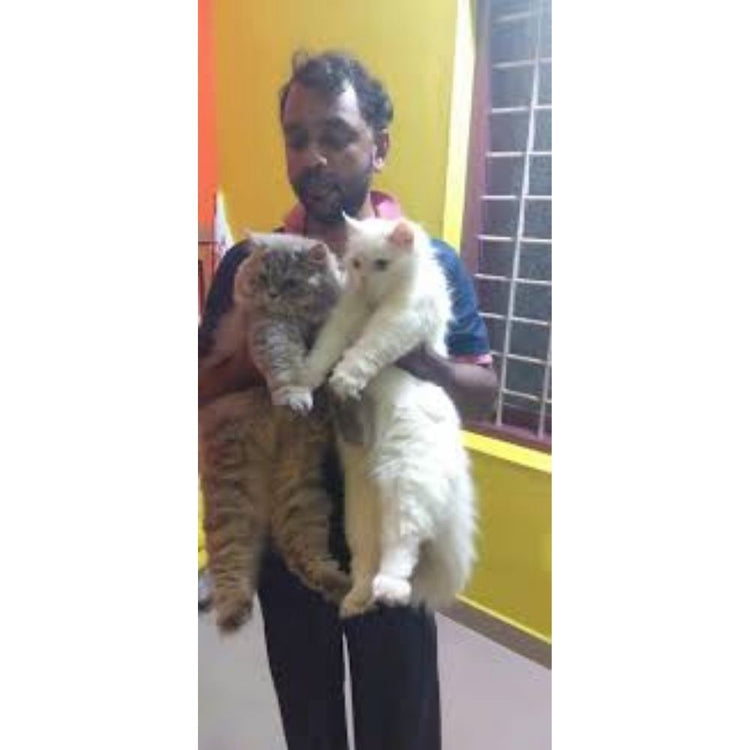 Layana's Pet Palace Boarding Kerala