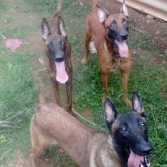 Schon Dog Boarding Center Boarding Kerala