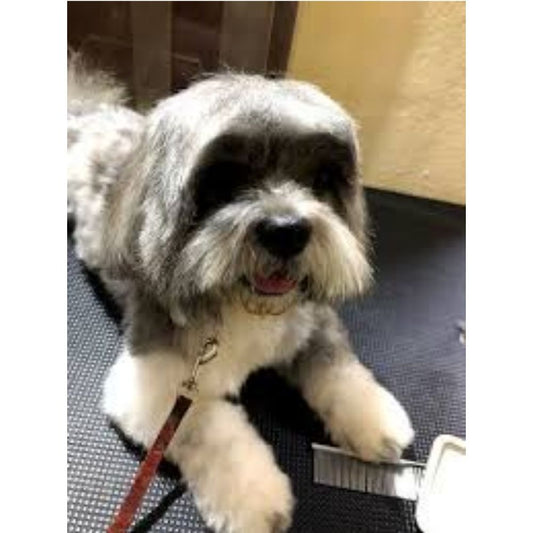 Pets Vegas Groomer Hyderabad