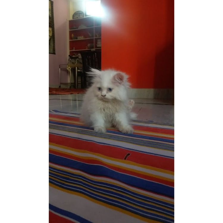 Meow Refreshing Groomer Hyderabad