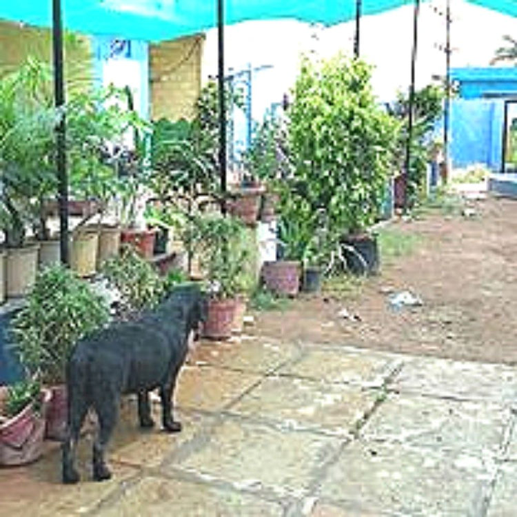 Jsss Farms & Kennels Boarding Hyderabad