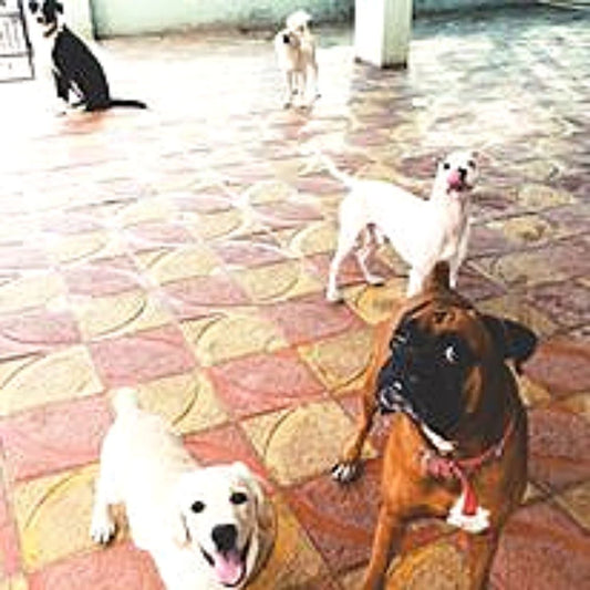 Ocean's Pet Boarding Center Boarding Hyderabad