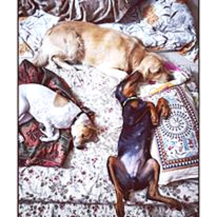 Ocean's Pet Boarding Center Boarding Hyderabad