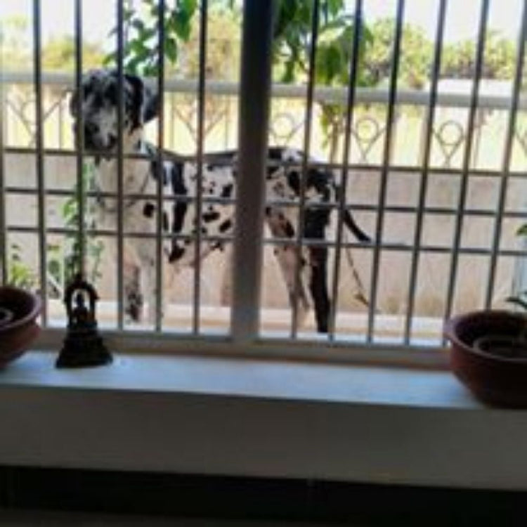 Kiwi Kennel Boarding Pondicherry