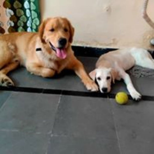 Raju's Friendly Dog Boarding And Training Boarding Hyderabad