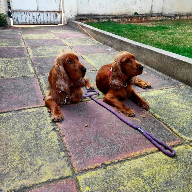 Raju's Friendly Dog Boarding And Training Boarding Hyderabad